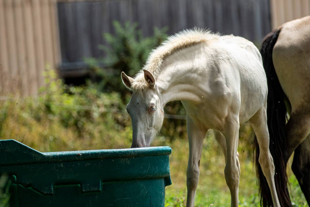 pouliche perlino PP RBP