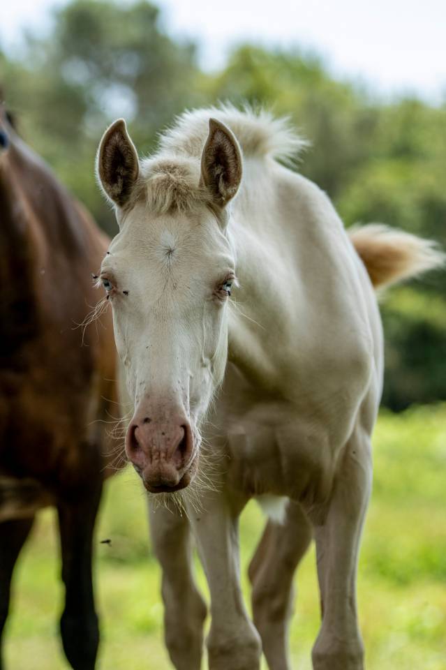 pouliche perlino PP RBP
