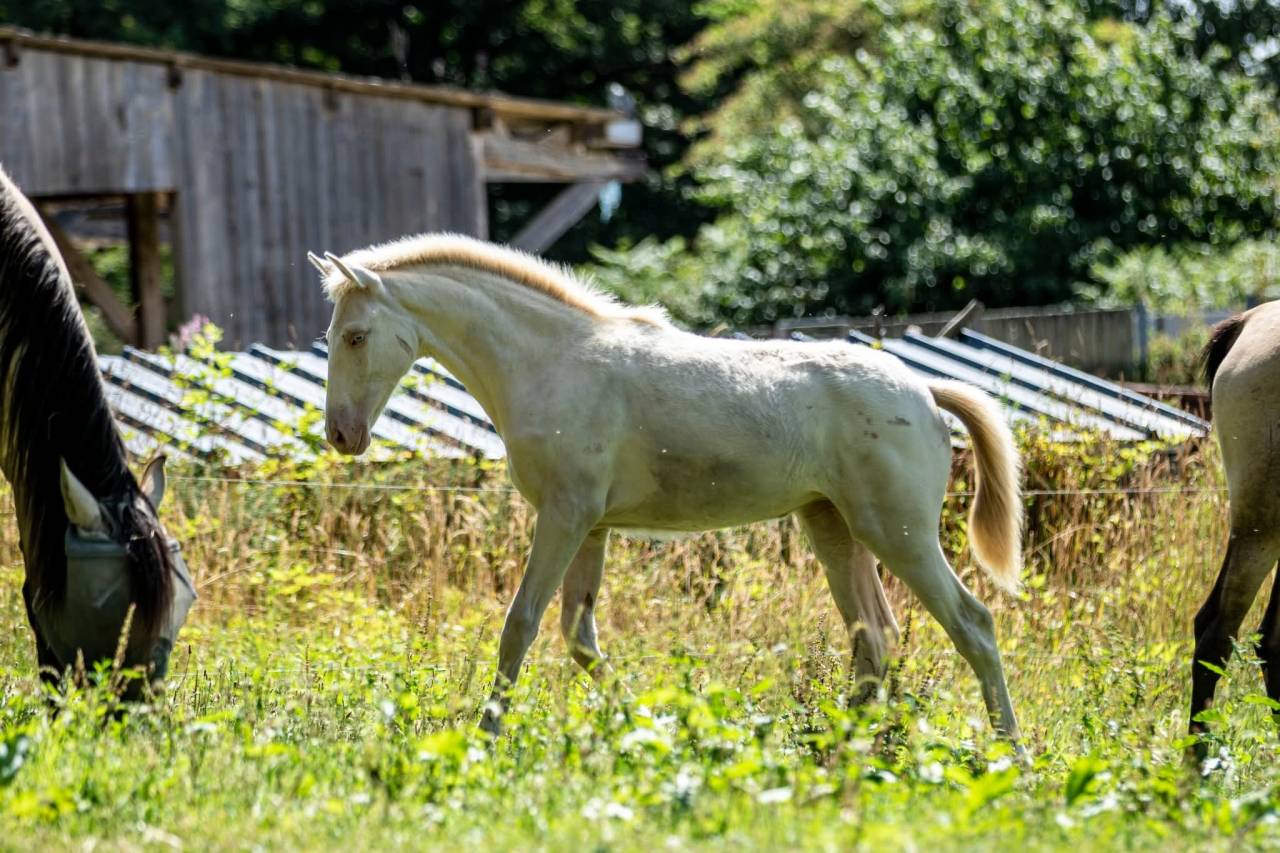 pouliche perlino PP RBP