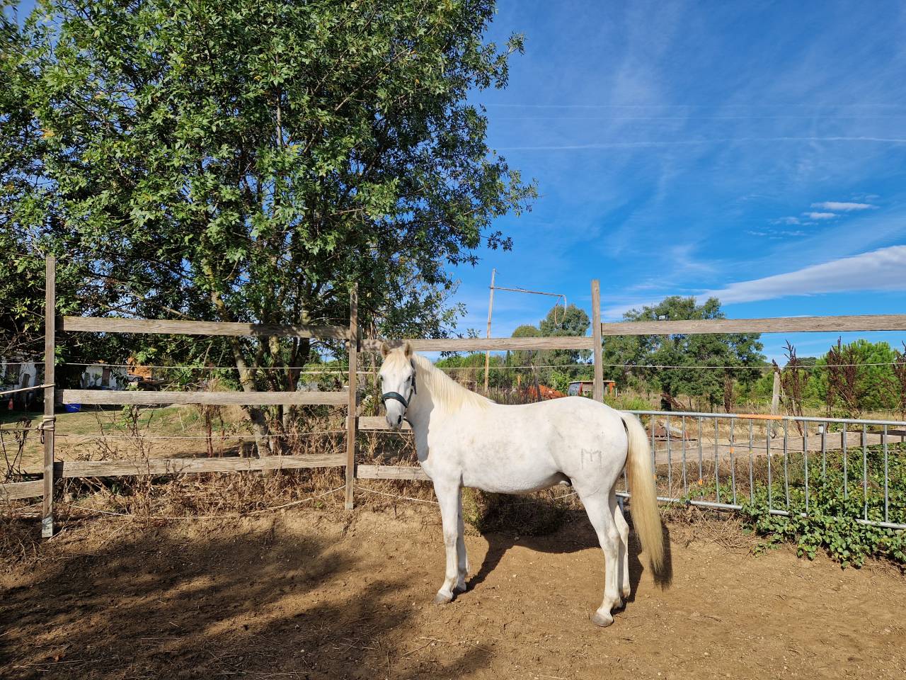 Cheval Camargue  OC  3 ans 