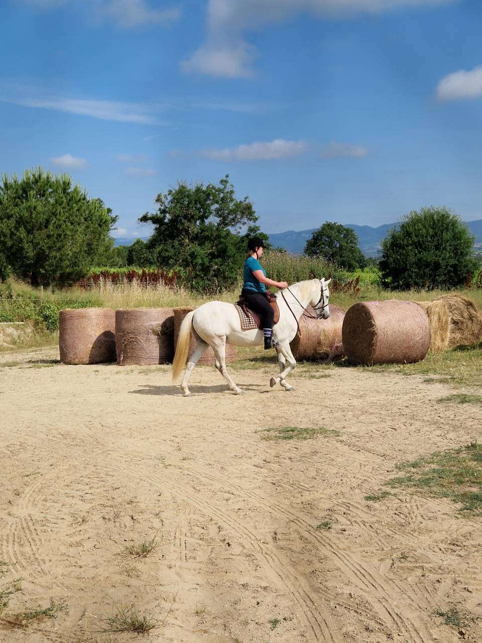Cheval Camargue  OC  3 ans 