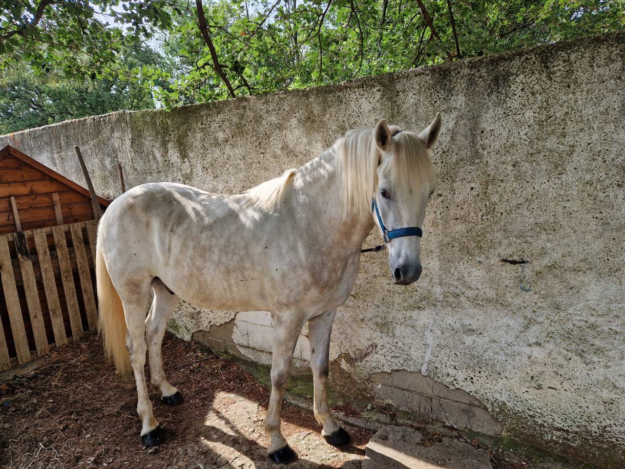 Cheval Camargue  OC  3 ans 