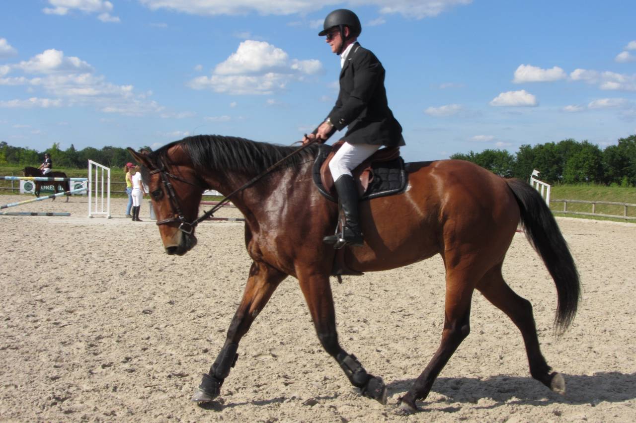 Jument CSO 10 ans beau modèle