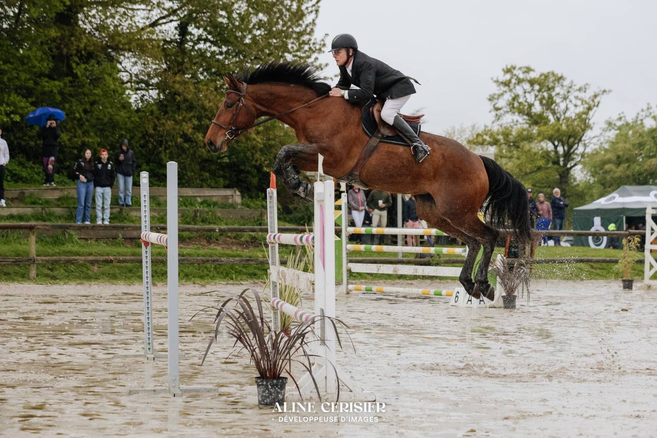 Jument CSO 10 ans beau modèle