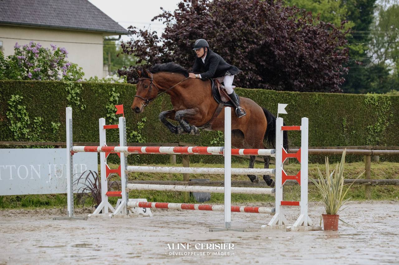 Jument CSO 10 ans beau modèle