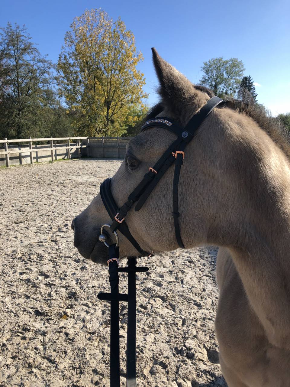 Ponette OC 7ans