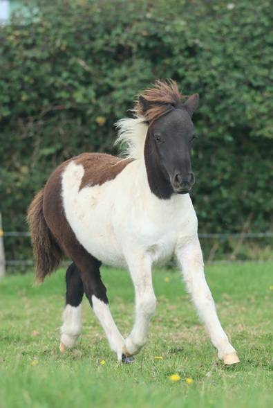 Pouliche Shetland PP