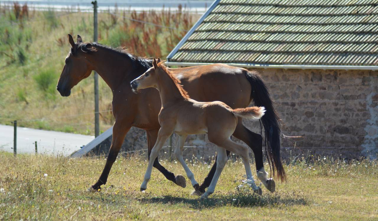 Foal SF dressage/CCE