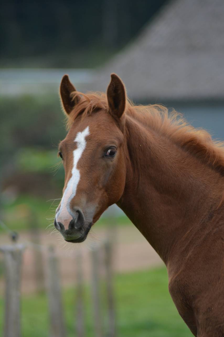 Foal SF dressage/CCE