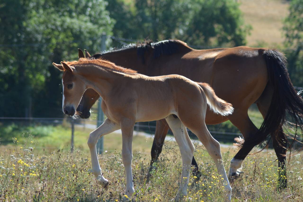 Foal SF dressage/CCE