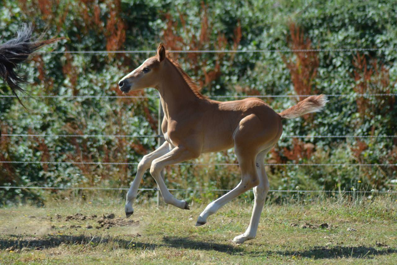 Foal SF dressage/CCE