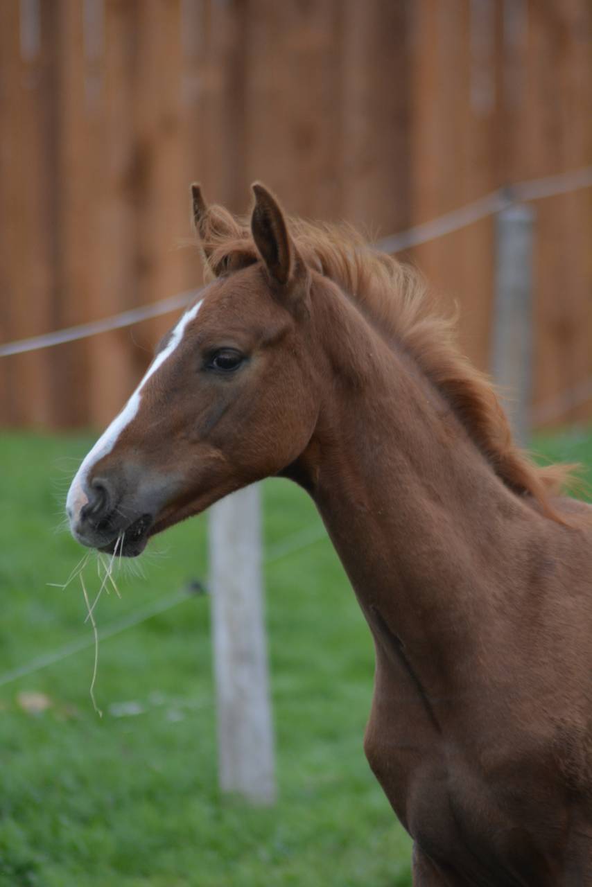 Foal SF dressage/CCE