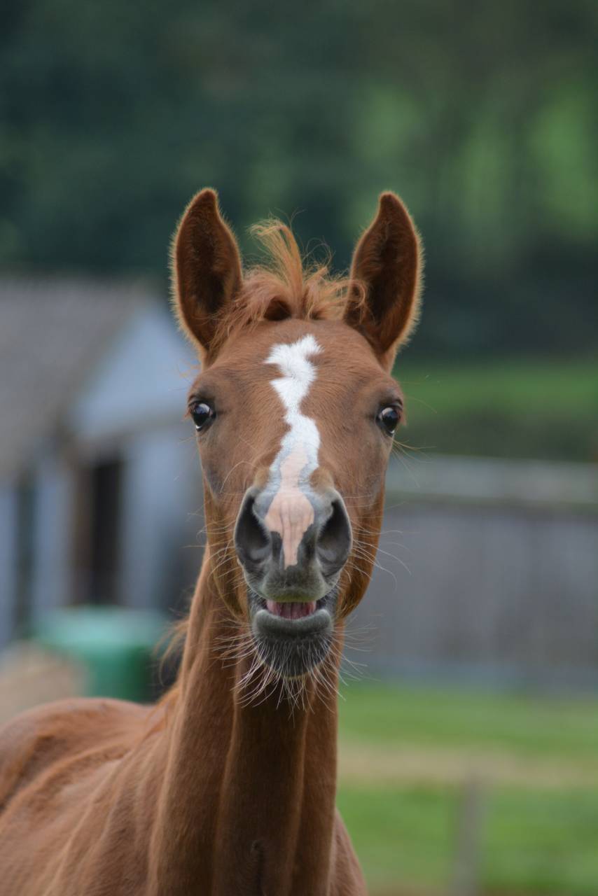 Foal SF dressage/CCE