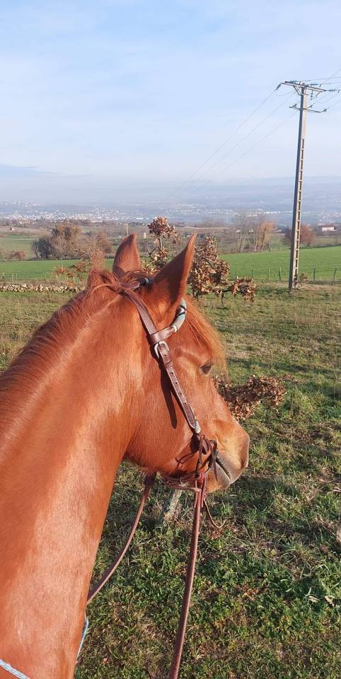 Pension troupeau pour chevaux