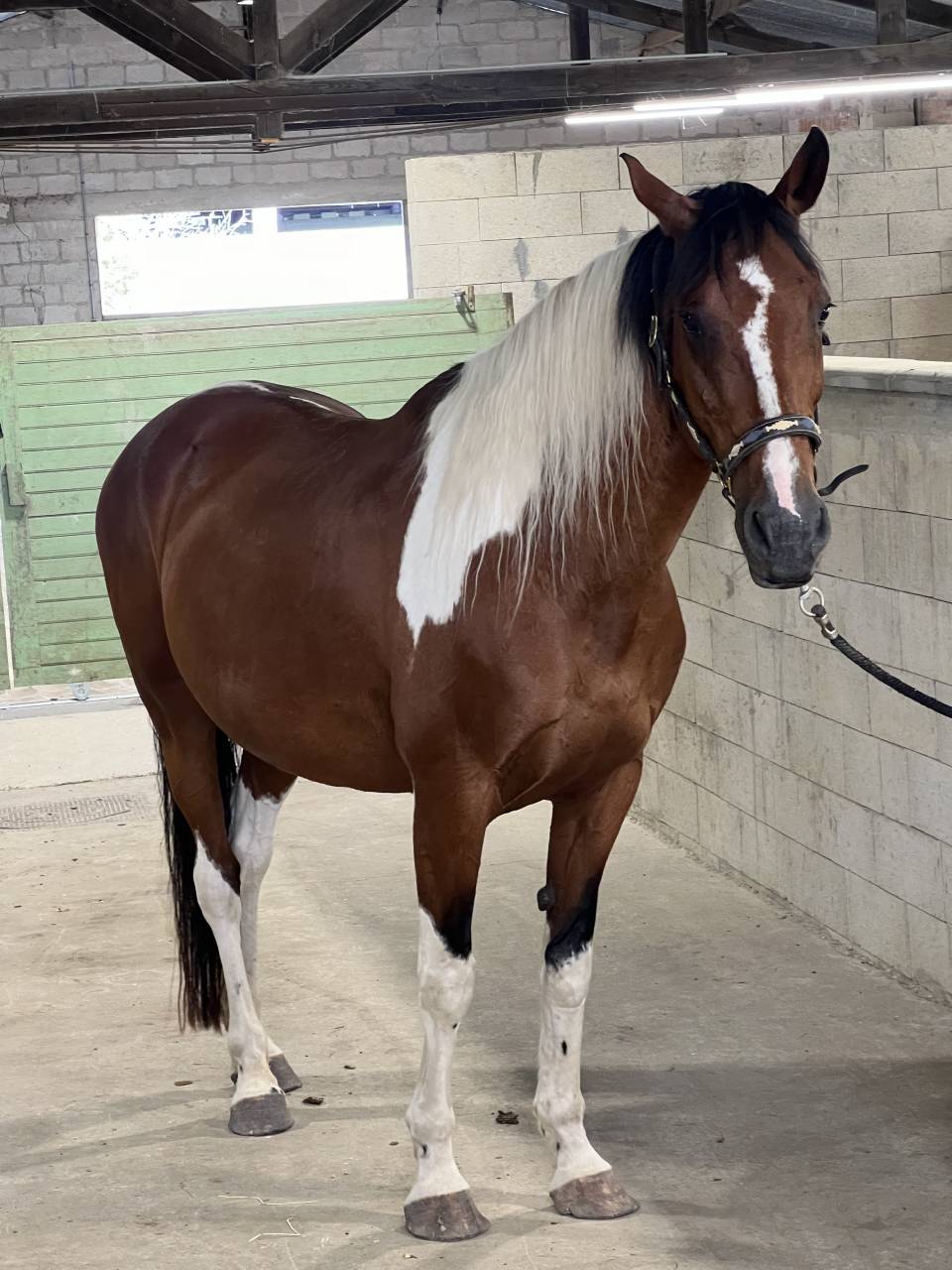 Jument pie onc 19 ans 1m70 