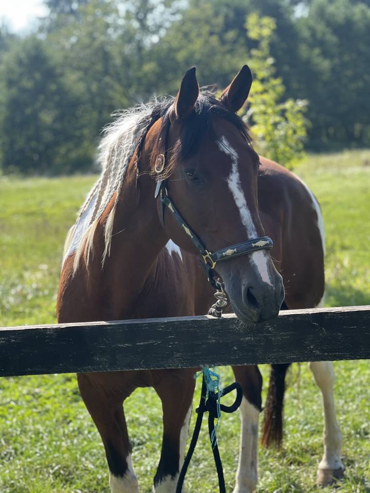 Jument pie onc 19 ans 1m70 