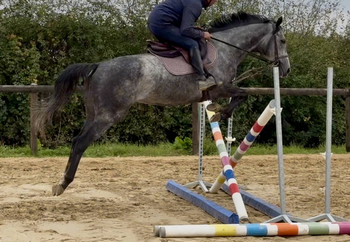 Jument pur sang 5 ans
