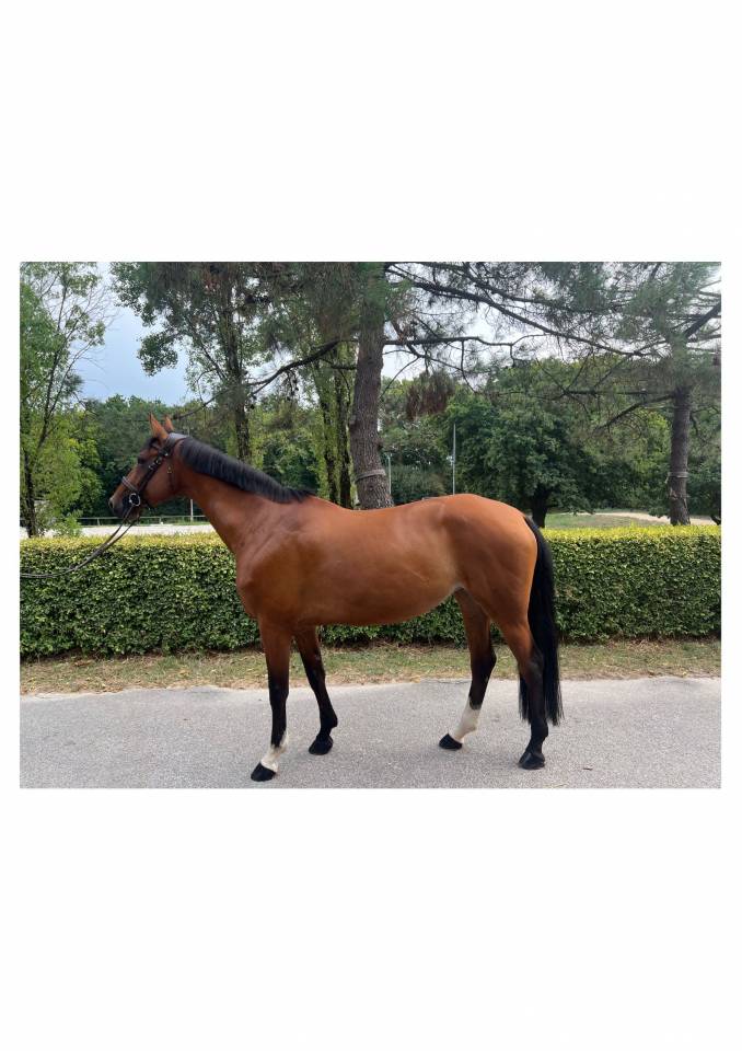 Laïsa jument hanovrienne de 10 ans