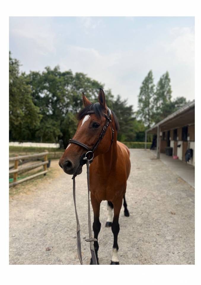 Laïsa jument hanovrienne de 10 ans