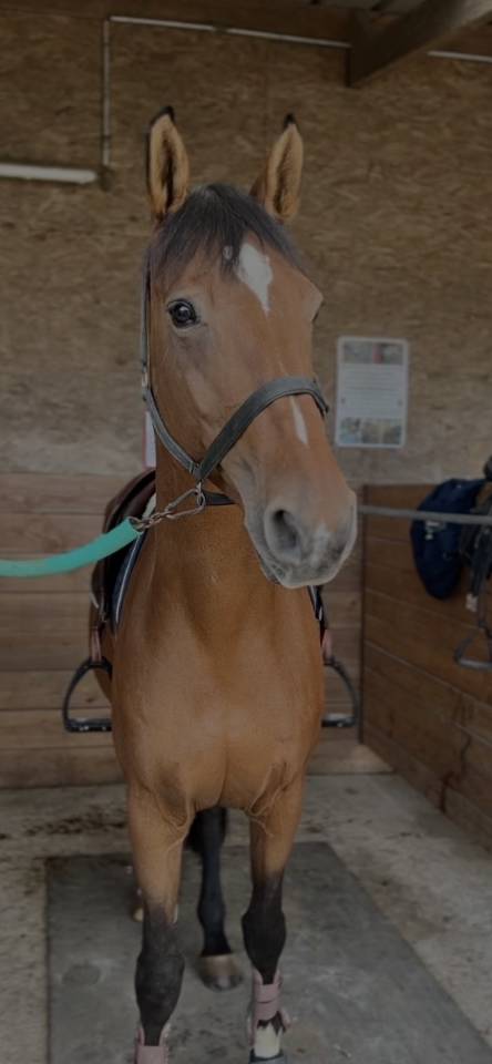 Laïsa jument hanovrienne de 10 ans