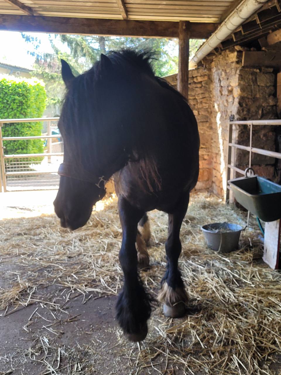 Jument pour compagnie 