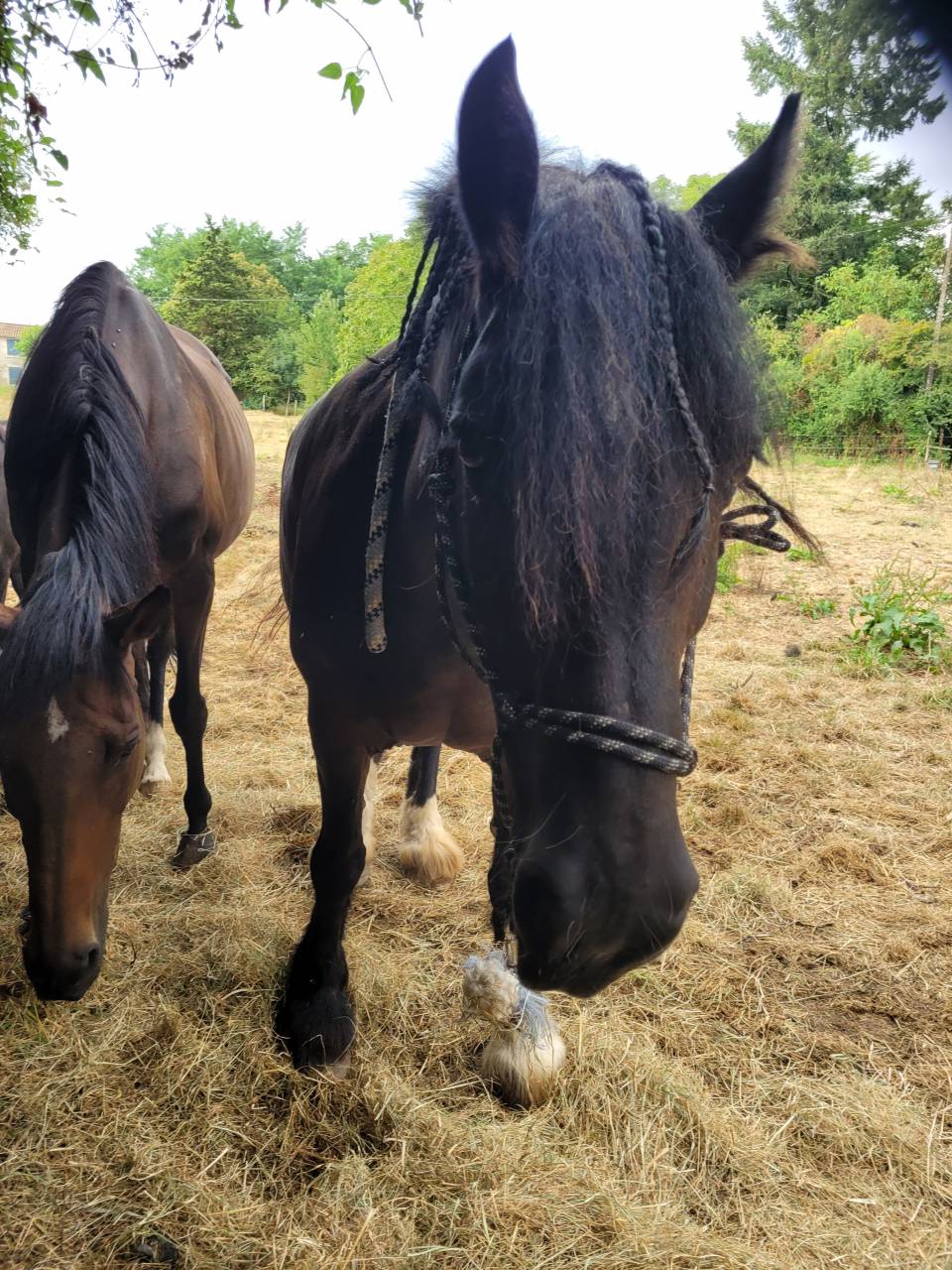 Jument pour compagnie 