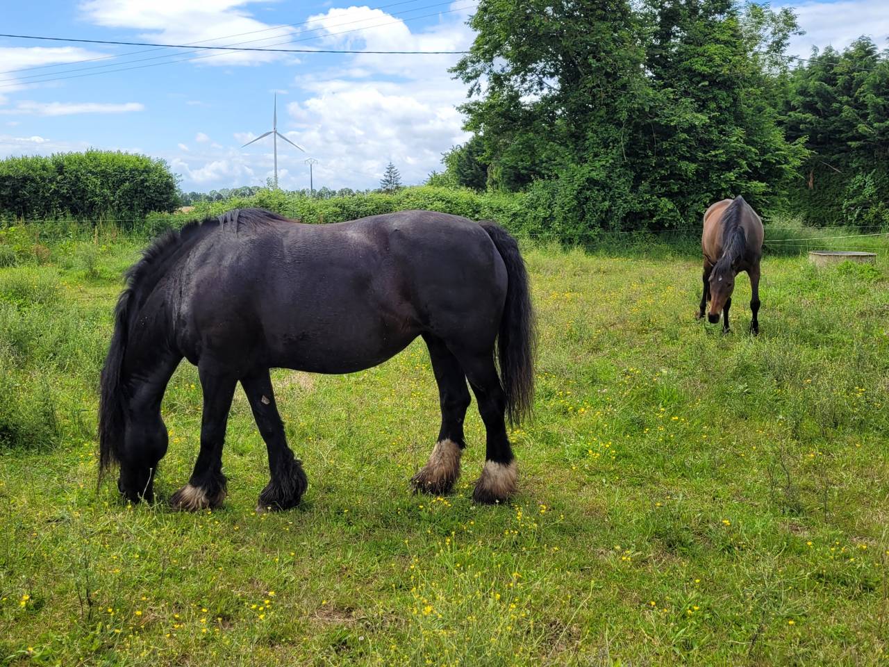 Jument pour compagnie 