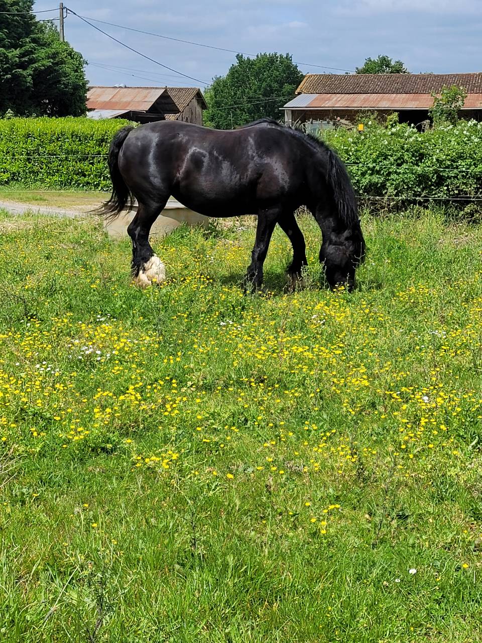 Jument pour compagnie 