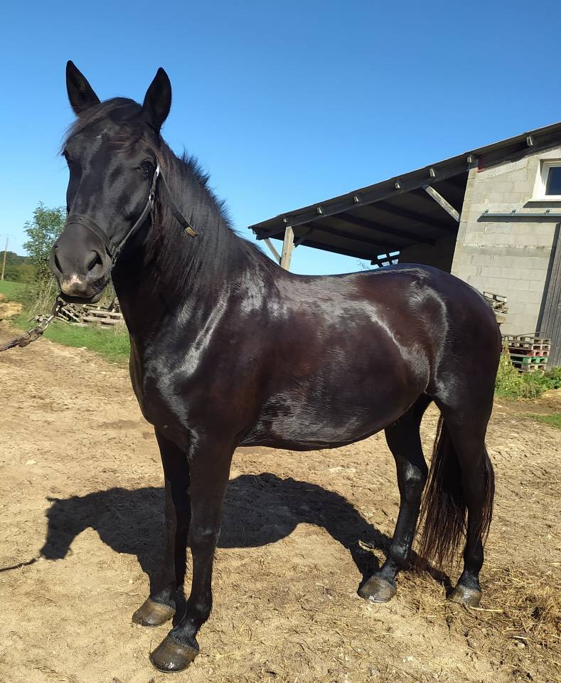 Hongre  Minorquin  9 ans