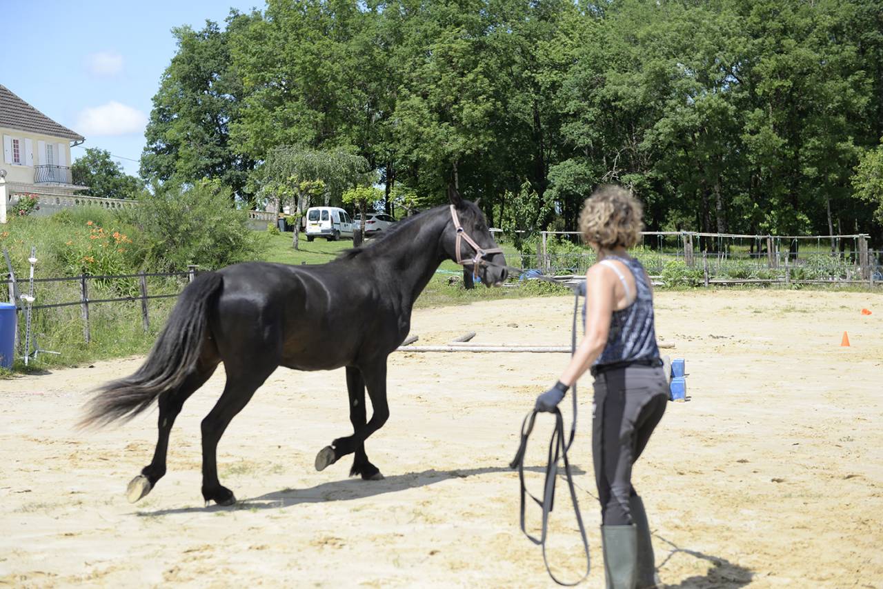 Cheval loisirs  Hongre   9 ans plein papier