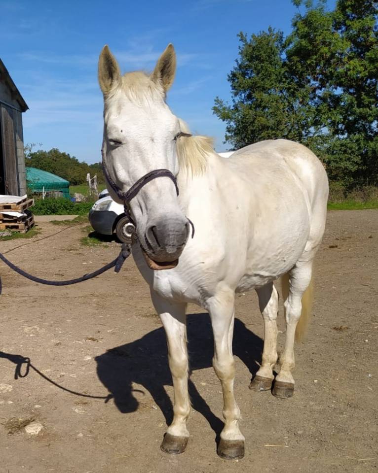 hongre Arabe-barbe 18 ans  Pour vos randos