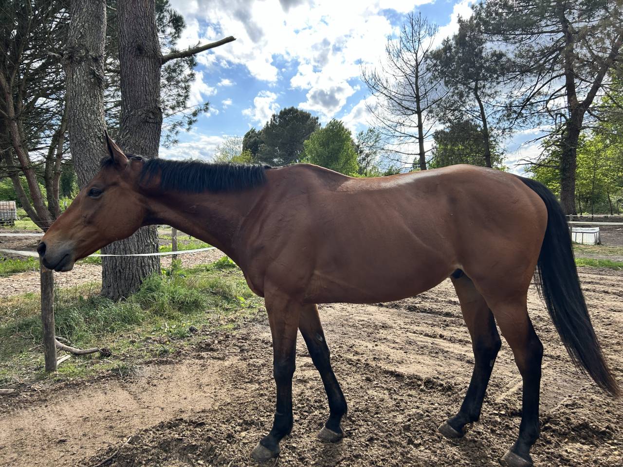 Cheval Pur sang à vendre 