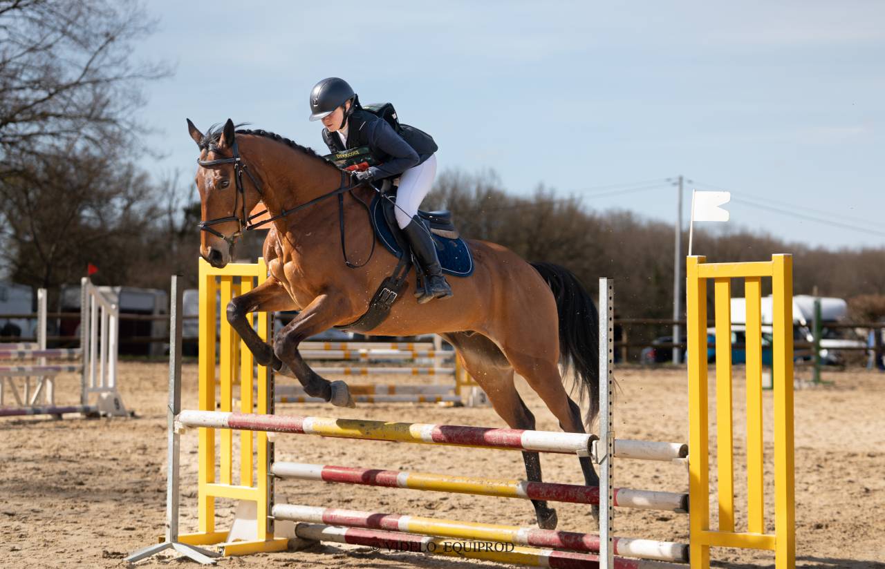 Cheval Pur sang à vendre 