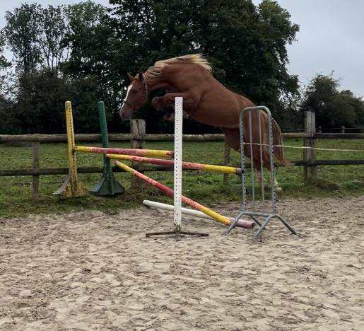 Lovstory de Theyssamy 