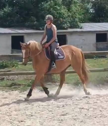 Lovstory de Theyssamy 