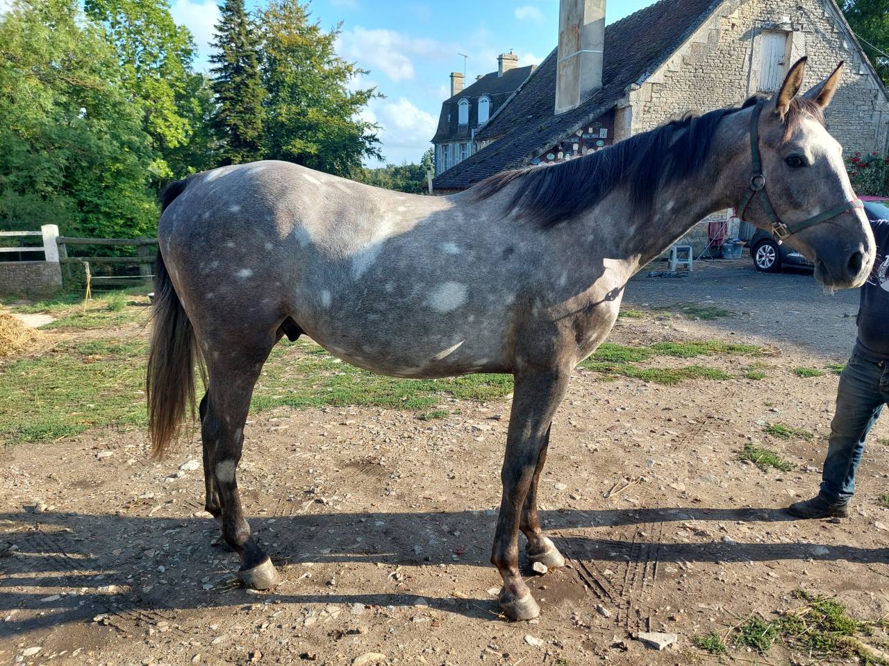 Hongre Selle Français 2 ans