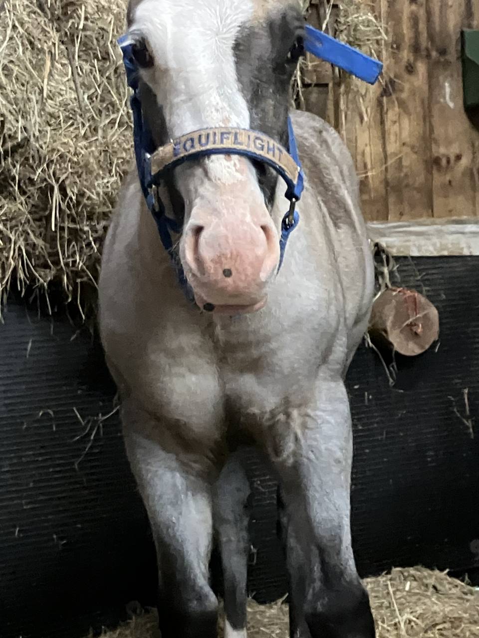 Pouliche cheval Grullo 