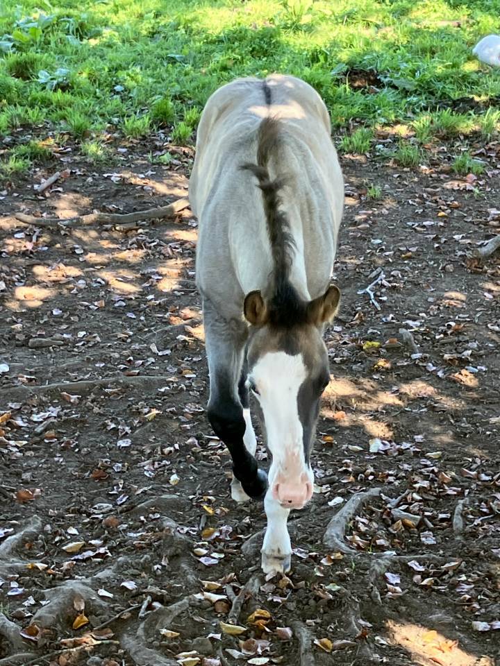 Pouliche cheval Grullo 