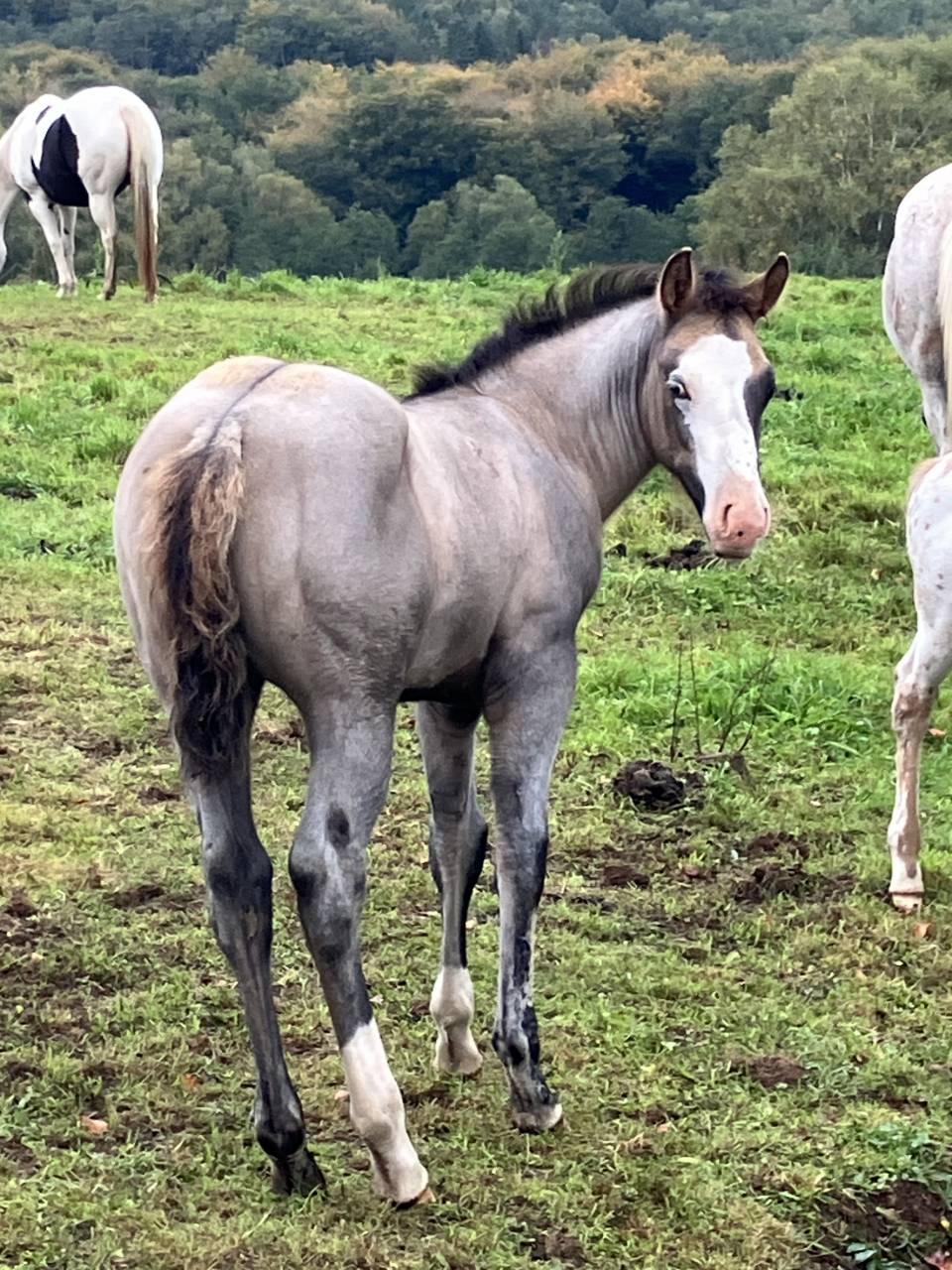 Pouliche cheval Grullo 
