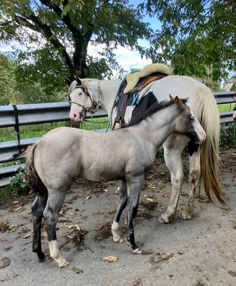 Pouliche cheval Grullo 