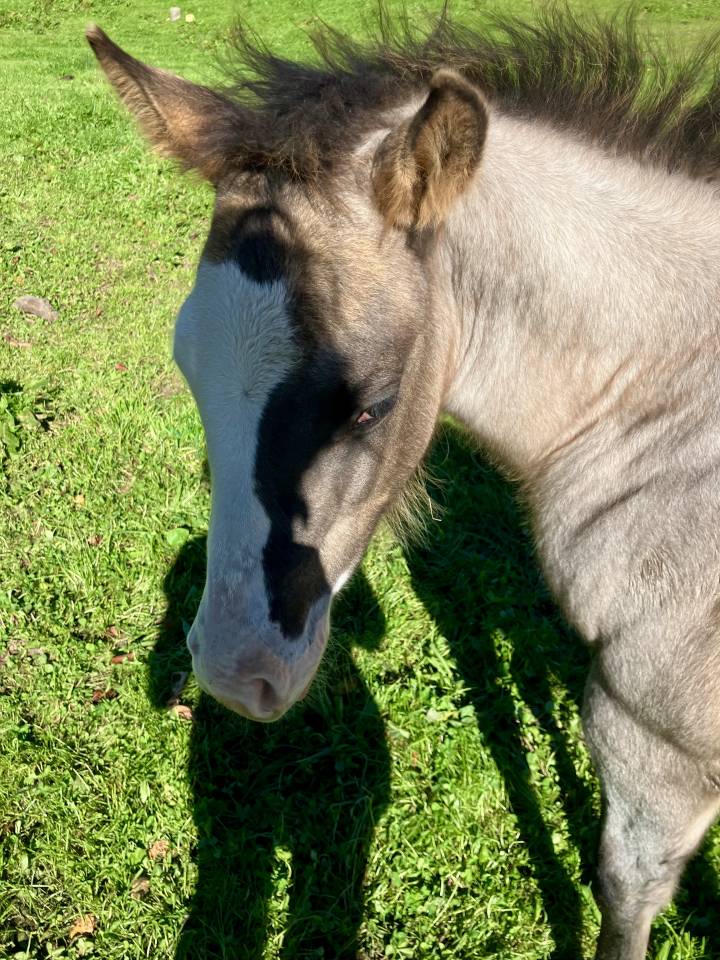 Pouliche cheval Grullo 