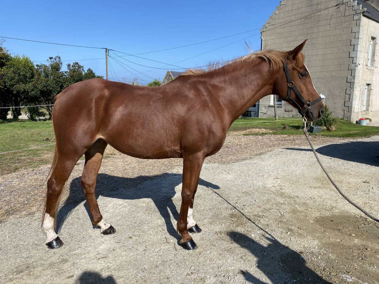 Jument PSA de 10ans