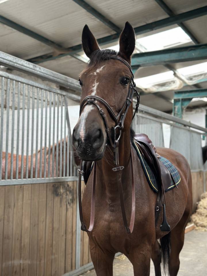 Nelcorda vh Horzelend, un amour de jument 