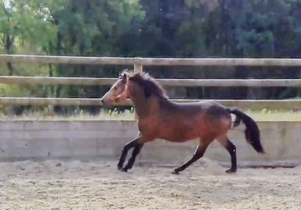 Poney C isabelle