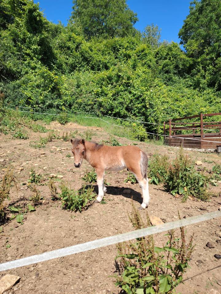 Pouliniere pleine type shetland 