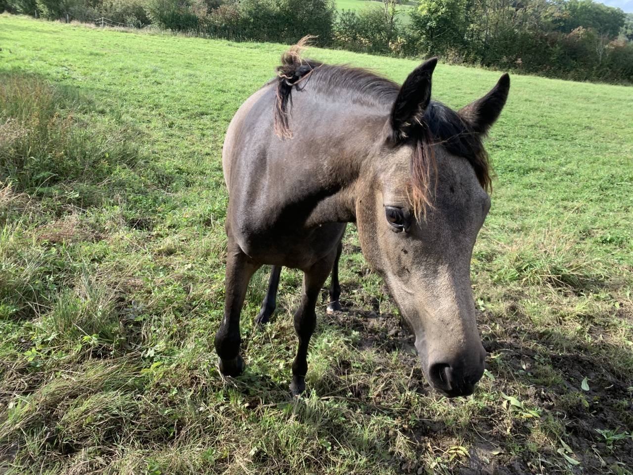 Pouliche Connemara part bred