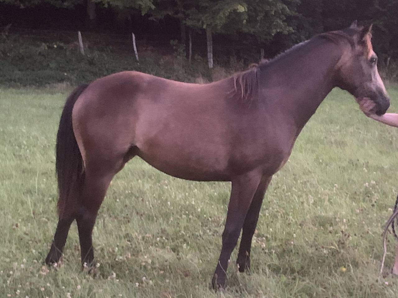 Pouliche Connemara part bred