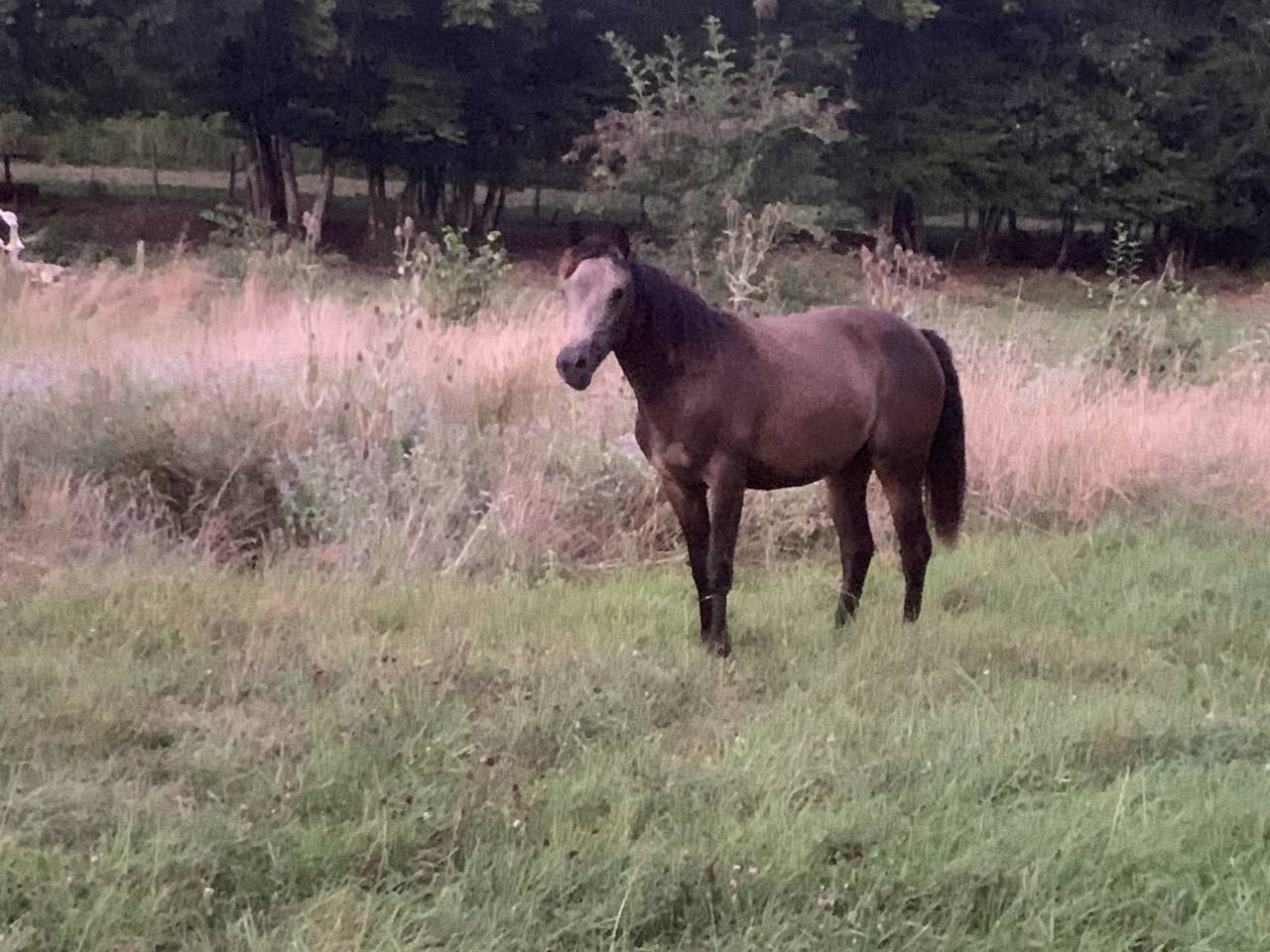 Pouliche Connemara part bred