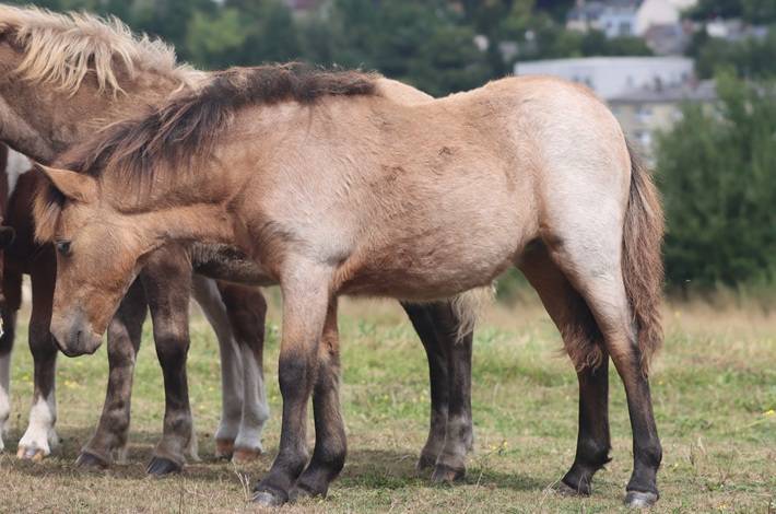Pouliche Shetland PP
