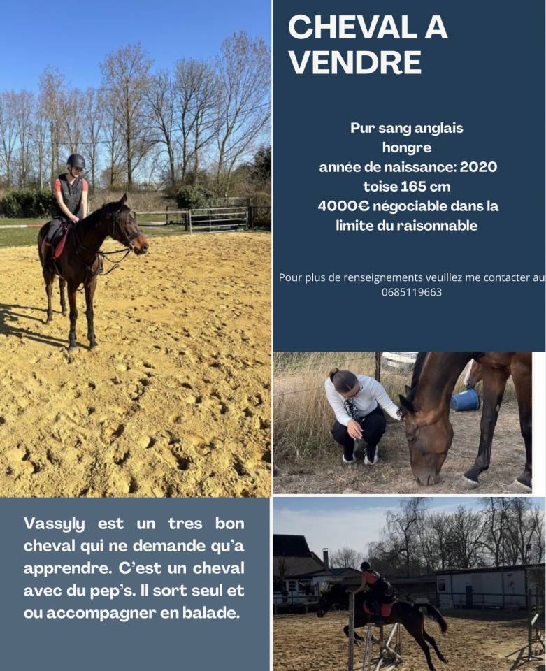 Pur sang anglais à vendre 